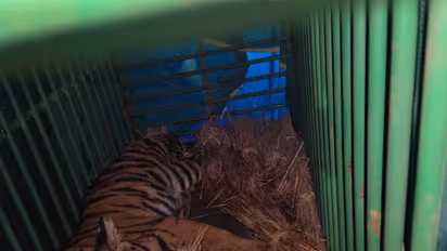 The rescued tiger cub (Photo/ANI)