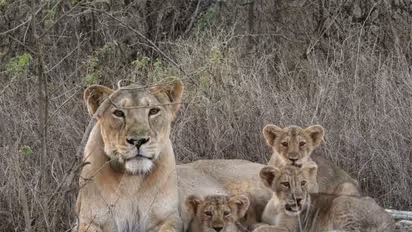 Barda forests emerge as new ‘second home’ for Asiatic lions (Photo/GujaratCMO)