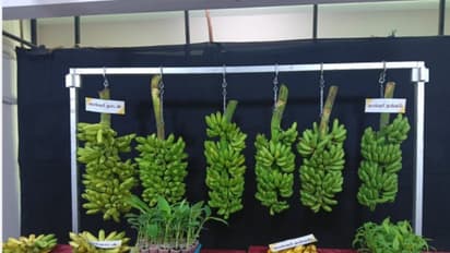 NRCB has launched two new banana varieties on 33rd Foundation Day (Photo/NRCB)
