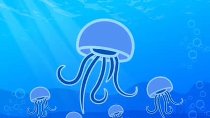 Meme Coin JELLYJELLY Soars 75% Sparking $14M Liquidations, Delisting From Hyperliquid Vault – Retail Traders Remain Wary