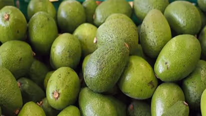 Avacado fruits (Photo: YouTube/NarendraModi)