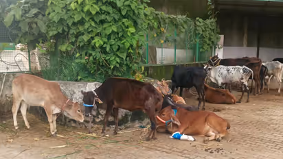 Gaushala in Parwanoo (Photo/ANI)