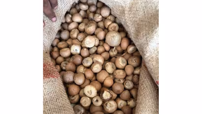 Areca nuts seized by DRI during its investigation (Photo/PIB)