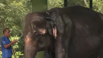 Heatwave protective measure for elephant at Nandankanan Zoological Park (Photo/ANI)