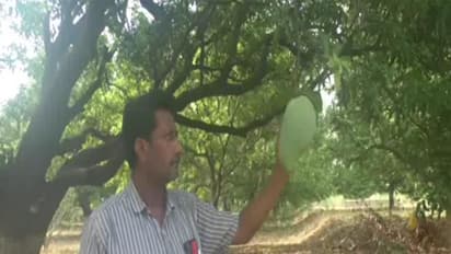 Orchard owner Shivraj Singh Jadhav (Photo/ANI)