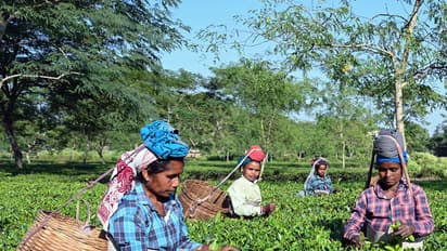 Representative image (Photo/ANI)