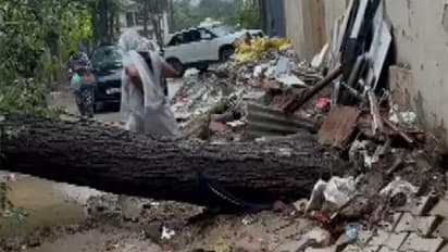 An uprooted tree lying in a residential area of Sector 46 in Gurugram following continuous rainfall (Photo/ANI)