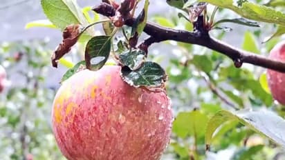 Apples from the orchard (Photo/ANI)