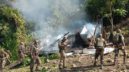 CRPF, Manipur police destroy 25 acres of illicit poppy in Kangpokpi, Manipur (Photo/ANI)