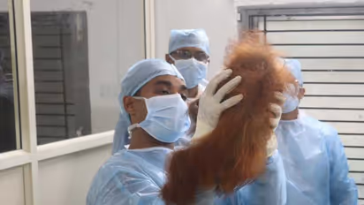 Doctors conduct health checkup of baby orangutan (Photo/Nandanakanan zoo official)