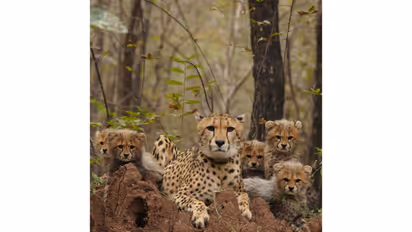 Cheetah (Photo/Kuno national park)