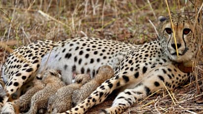 South African Cheetah Gamini with her four cubs (Photo / X @byadavbjp)