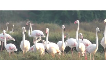 Flamingos in salt pans of Thoothukudi in Tamil Nadu, (Photo/ANI)