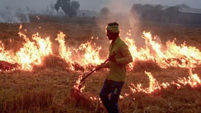 Stubble burning in Patiala on November 3. (Photo/ANI)