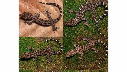 New Gecko species Cyrtodactylus Jayadityai (Photo/ANI)