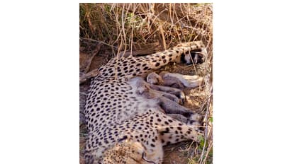 Namibian Cheetah Jwala with her five cubs (Photo / X @byadavbjp)