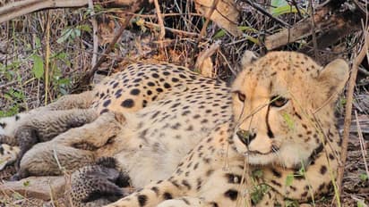Cheetah Mukhi with cubs (Photo/ X @byadavbjp)