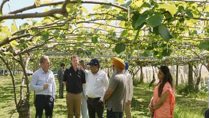 Piyush Goyal visits Te Puke kiwifruit orchad in the Bay of Plenty in New Zealand (Photo:X/@PiyushGoyal)