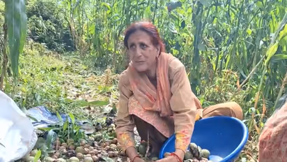 Walnut harvesting in Jammu and Kashmir (Photo/ANI)