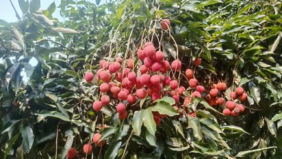 Tezpur Litchi (Photo/X@PiyushGoyal)