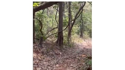 Visual from the spot (Photo: Kanker Police)