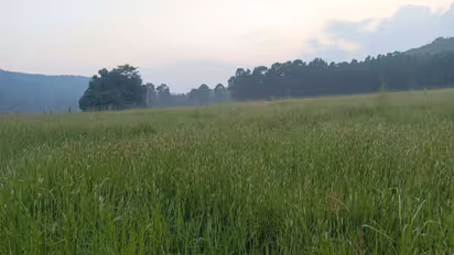 Similipal Tiger Reserve (Photo/ANI)