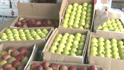 Low apple crop, rising input costs leave Himachal growers worried (Photo/ANI)