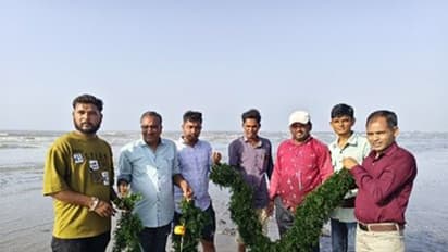 Seaweed cultivation in Kutch supporting coastal livelihoods and India’s blue economy (Photo/Gujarat CMO)