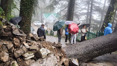 Earlier visual of uprooted tree blocking the Banmore road following a heavy rainfall in Shimla (Photo/ANI)