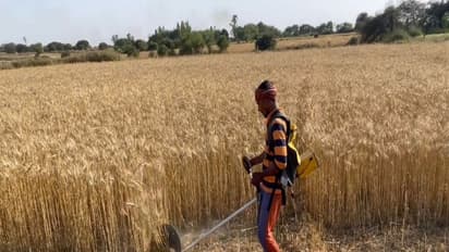 E brush cutters being used in fields (Photo/Vikalp)