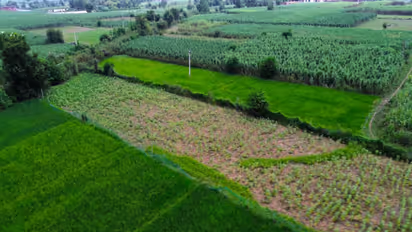 A view of the organic farm in Delhi where crops are grown using natural farming practices (Photo/ANI)