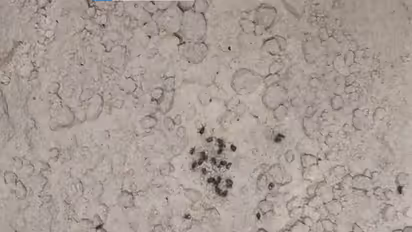 Cockroaches found in flour (Photo/ANI)