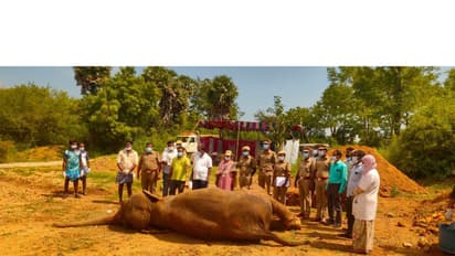 Ailing elephant Indira dies at Tiruchirappalli rehabilitation centre. (Photo/ANI)