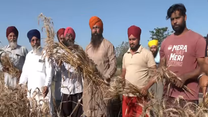 Punjab farmers celebrating Vaisakhi in wheat fields (Photo/ANI)