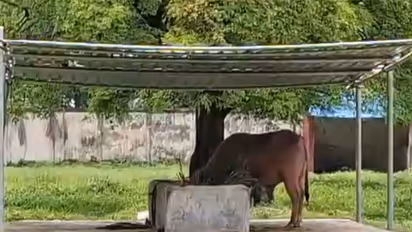 Visitors flock to Dhaka Zoo to see Bangladesh’s viral sensation ‘Trump' buffalo (Photo/ANI)