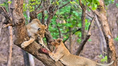 Lions playfully climbing tree in Gir National Park (File Photo/ANI)