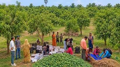 Women-led company exports mangoes from Simdega (Photo/@PiyushGoyal)