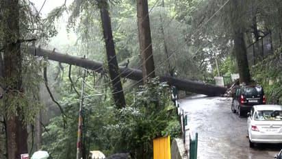 A view of an uprooted tree, blocking the Banmore road, following a heavy rainfall in Shimla (Photo/ANI)