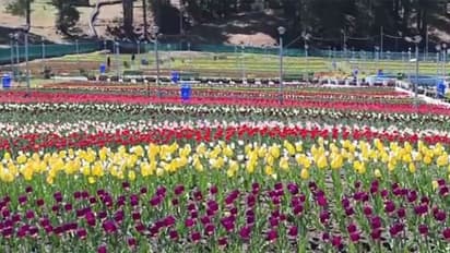 Glimpse of Tulip Garden Sanasar valley (Photo/ANI)