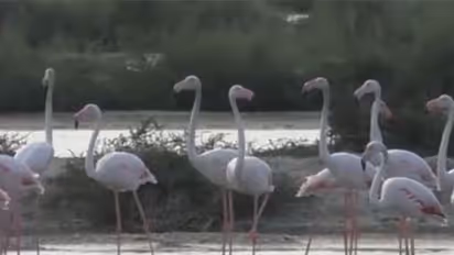 Flamingos at the salt pans in Thoothukudi (Photo/ANI)