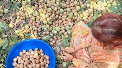 Farmers in Kathua gathering the ripe walnuts from the trees (Photo/ANI)