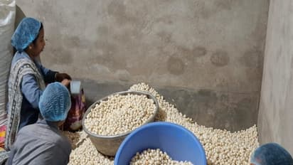 Makhana industry faces setback amid Middle East crisis (Photo/ANI)