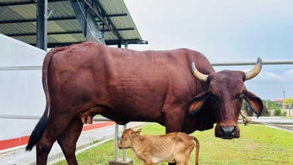 IVF female calf in Assam (Photo/X/@himantabiswa)
