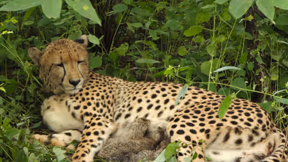Cheetah KGP12 gives birth to four cubs in Kuno (Photo/byadavbjp)