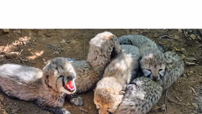 Cheetah cubs (Photo / X @byadavbjp)