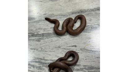 Red Sand Boa snakes found in accused's bag (Photo/ANI)