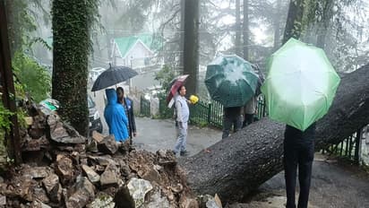 Fallen tree blocked the Banmore road (Photo/ANI)
