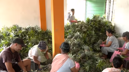 Women farmers of the Jirang FPC sort GI-tagged pineapples in Meghalaya (Photo/ANI)