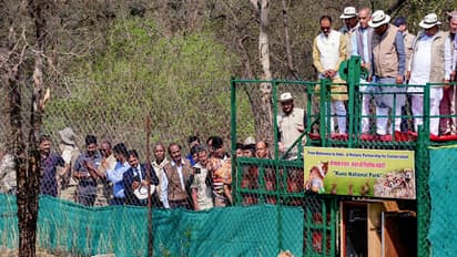 Union Minister Bhupender Yadav released Cheetahs from Botswana at Kuno (Photo/ANI)