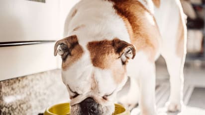 Colgate-Palmolive Strikes Deal To Buy Australian Pet Food Brand Prime100: Retail Mood Improves